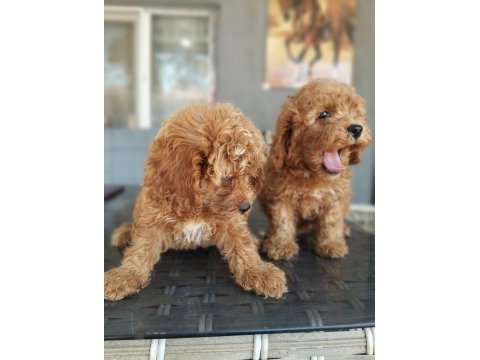 Maltipoo oyuncak tatlı bebişler