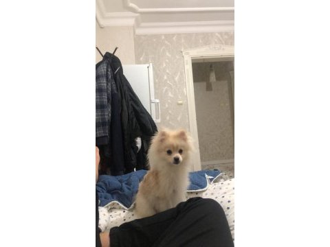 6 aylık spitz yavrumuz yuvasını arıyor