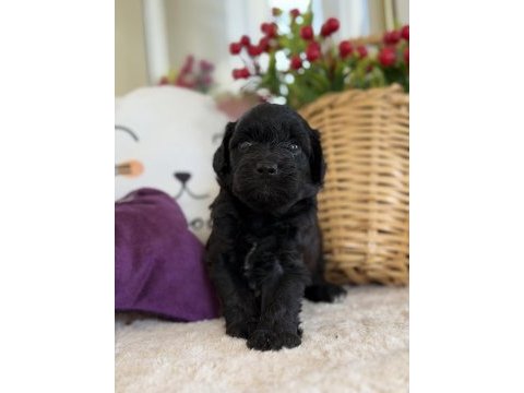 Nadir bulunan siyah poodle