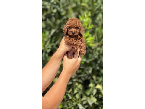 Mersin toy poodle yavrularımız
