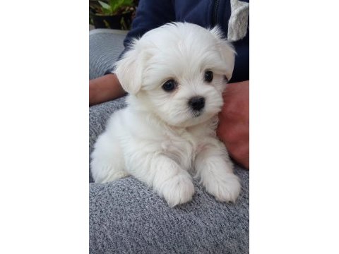 Maltese terrier xs teacup bebeklerim