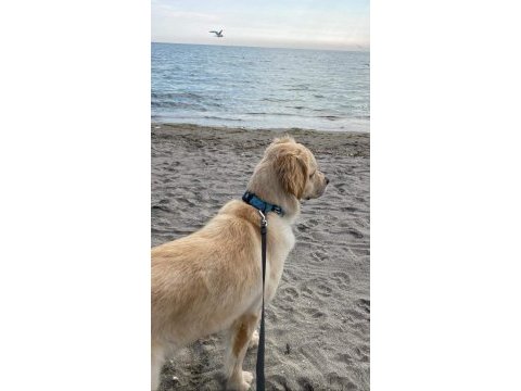 8 aylık golden retriever