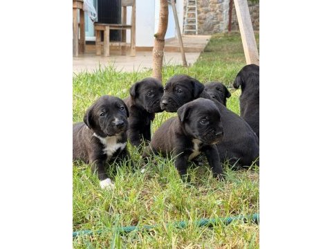 Cane corso 45 günlük yavrular mükemmel genetik