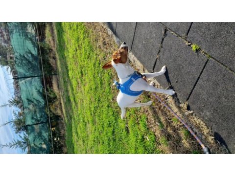Ücretsiz jack russell lorda yeni aile arıyoruz