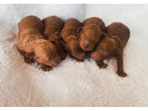 Mini toy poodle yavrular