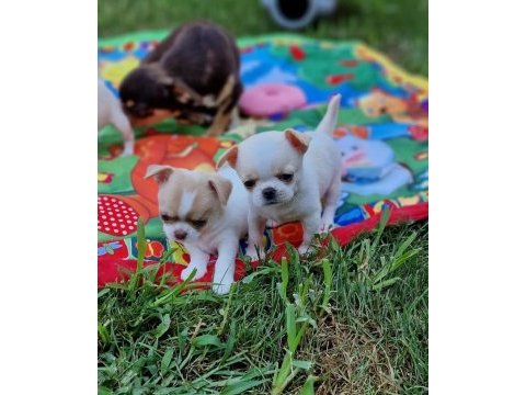 Mini elma kafa küt burun chihuahua bebekler