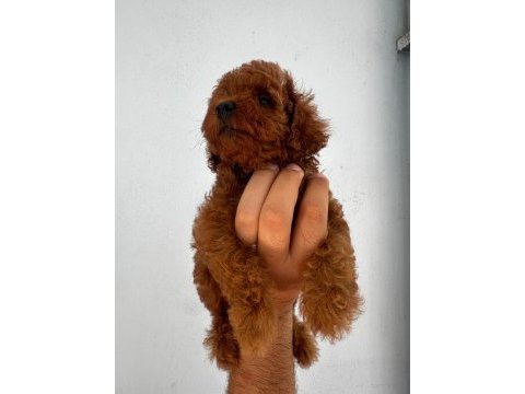Yok böyle bir poodle