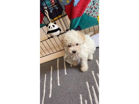 Poodle kızımıza aile arıyoruz