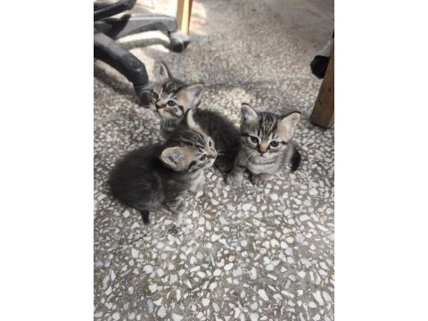 Kırma iran kedisi yavrusu