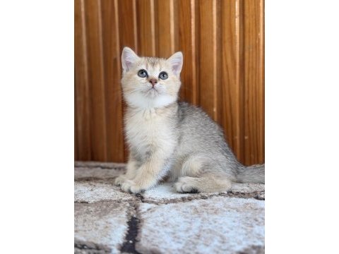 Golden british shorthair yavrular