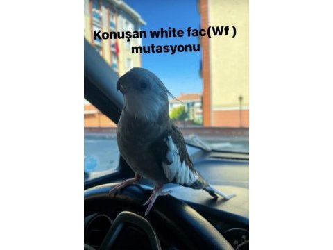 Evcil konuşan sultan papağanı