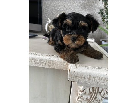 Yorki mini boy yorkshire terrier erkek ve dişi yavru