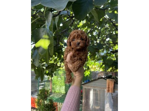 Safkan kore teacup poodle yavrularımız