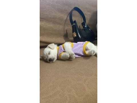 0 numara maltese terrier yavrusu