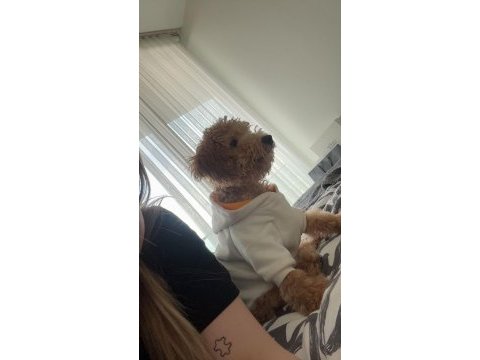 Toy poodle 9 aylık dişi
