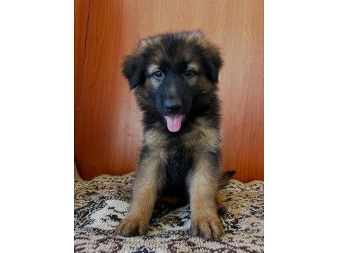 Profesyonel üretim çiftliğinden alman kurdu yavrular