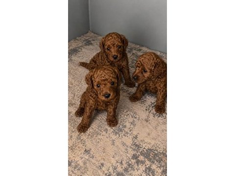Ev üretimi garantili orjinal toy poodle