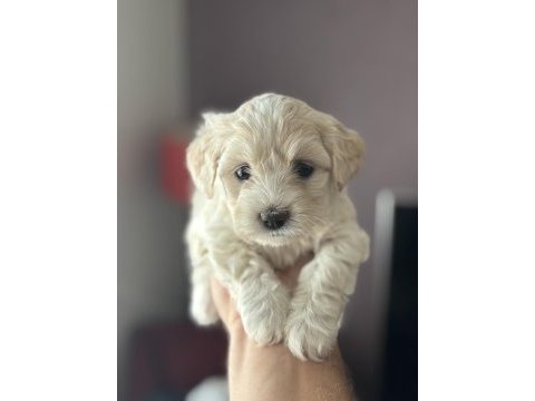 Harika kalite maltipoo bebekler