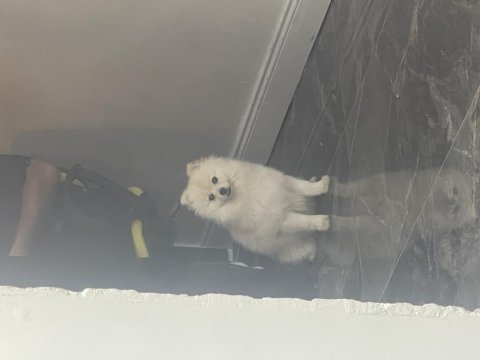 1,5 yaşında aşıları tam çipli pomeranian