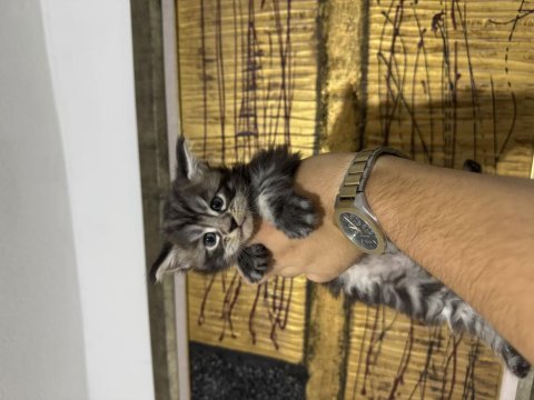 Çok sosyal maine coon bebeklerimiz