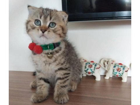 Golden scottish fold safkan yavrularım