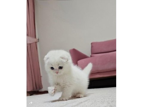 En en en güzeli sıfır kulak scottish fold