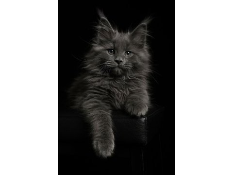 Şov kalite blue smoke maine coon dişi yavru