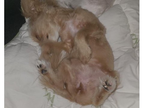 Maltepoo teacup dişi yavrumuz 5 aylık yuva arıyoruz