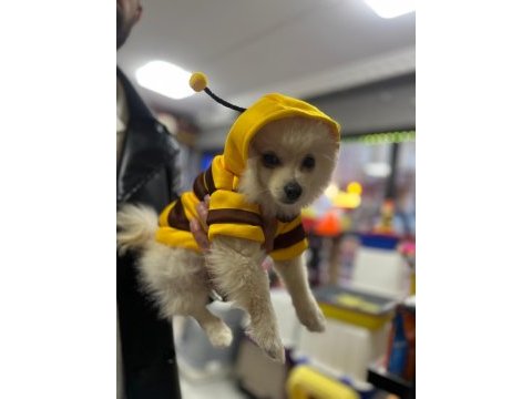 Orijinal ırk 3 aylık erkek pomeranian