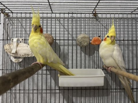 Bakıcı çift vakit ayıramadığım için ilanda