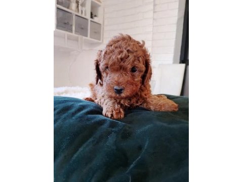 Toy poodle mükemmel yavrular