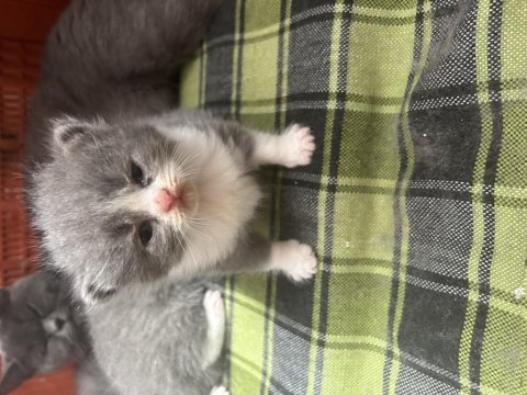 Scottish fold yavrularımız sahiplendirilecektir