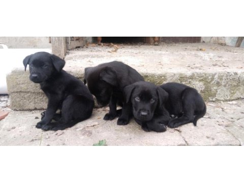 60 günlük teslime hazır labrador yavrular