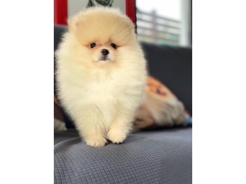 Bizi aramadan karar vermeyin pomeranian yavruları 