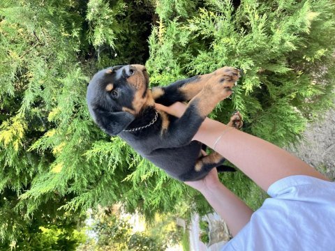 A scr erkek rottweiler yavru