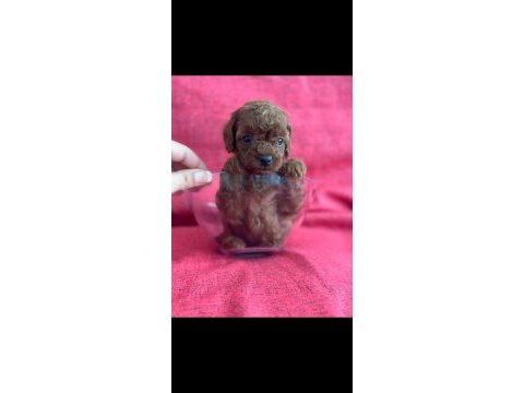 Safkan kore teacup poodle yavrular