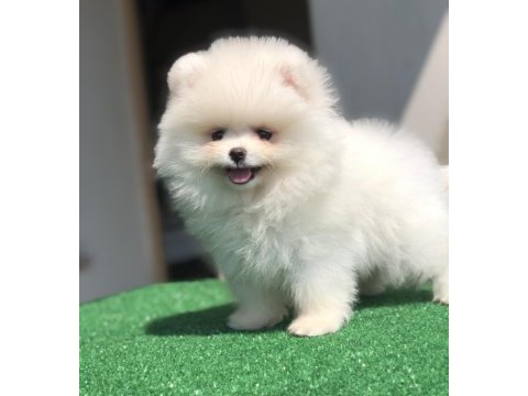 3 aylık 2 dişi üst kalite orijinal pomeranian boo
