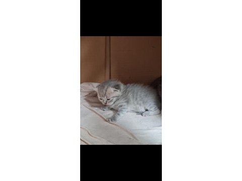 21 nisan doğumlu british shorthair yavru kediler