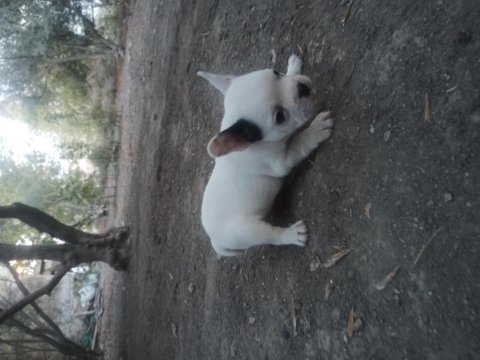 French bulldog yavrularımız mevcuttur