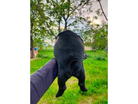 Anatomi harikası french bulldog