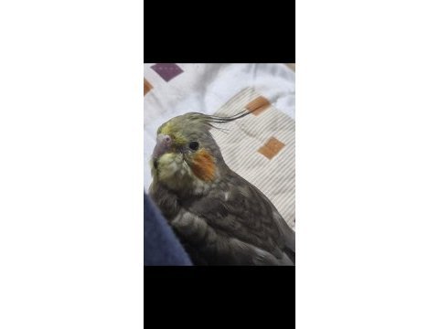 1 aylık sultan papağanı bebekler