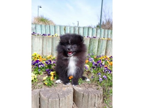 Uyguna pomeranian yavrular kaçmaz