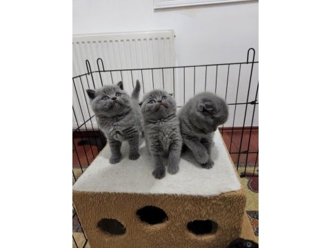 Scottish fold bebişler