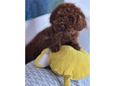 Teacup premium poodle yavrularımız