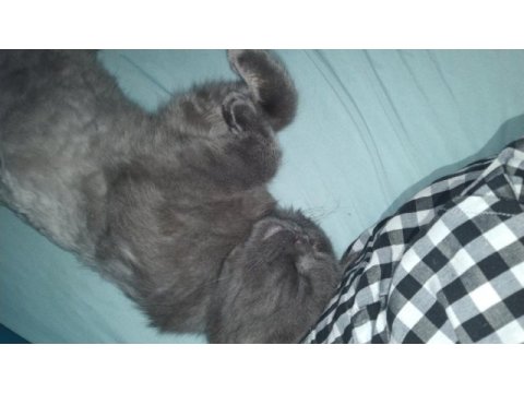 Orjinal safkan biritish shorthair
