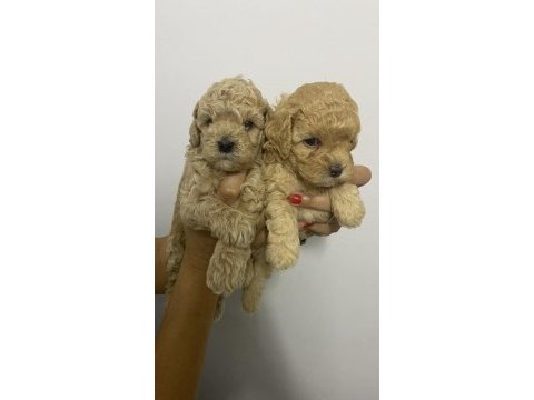 Erkek tam toy poodle maks 3 kg ırk garantili