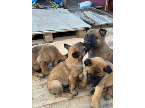 A kalite malinois belçika kurdu