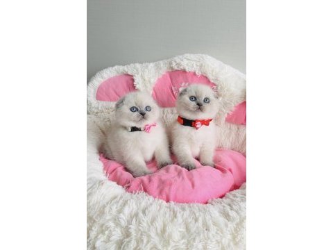 Show kalite maviş bluepoınt scotısh scotısh fold 