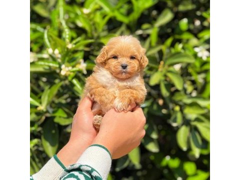 Yavru erkek maltipoo köpeğimiz