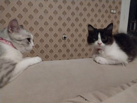 Panda kedimize ömürlük yuva arıyoruz